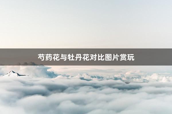 芍药花与牡丹花对比图片赏玩